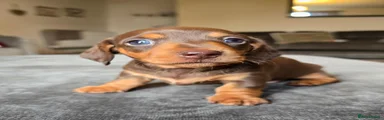 Dachshund 3