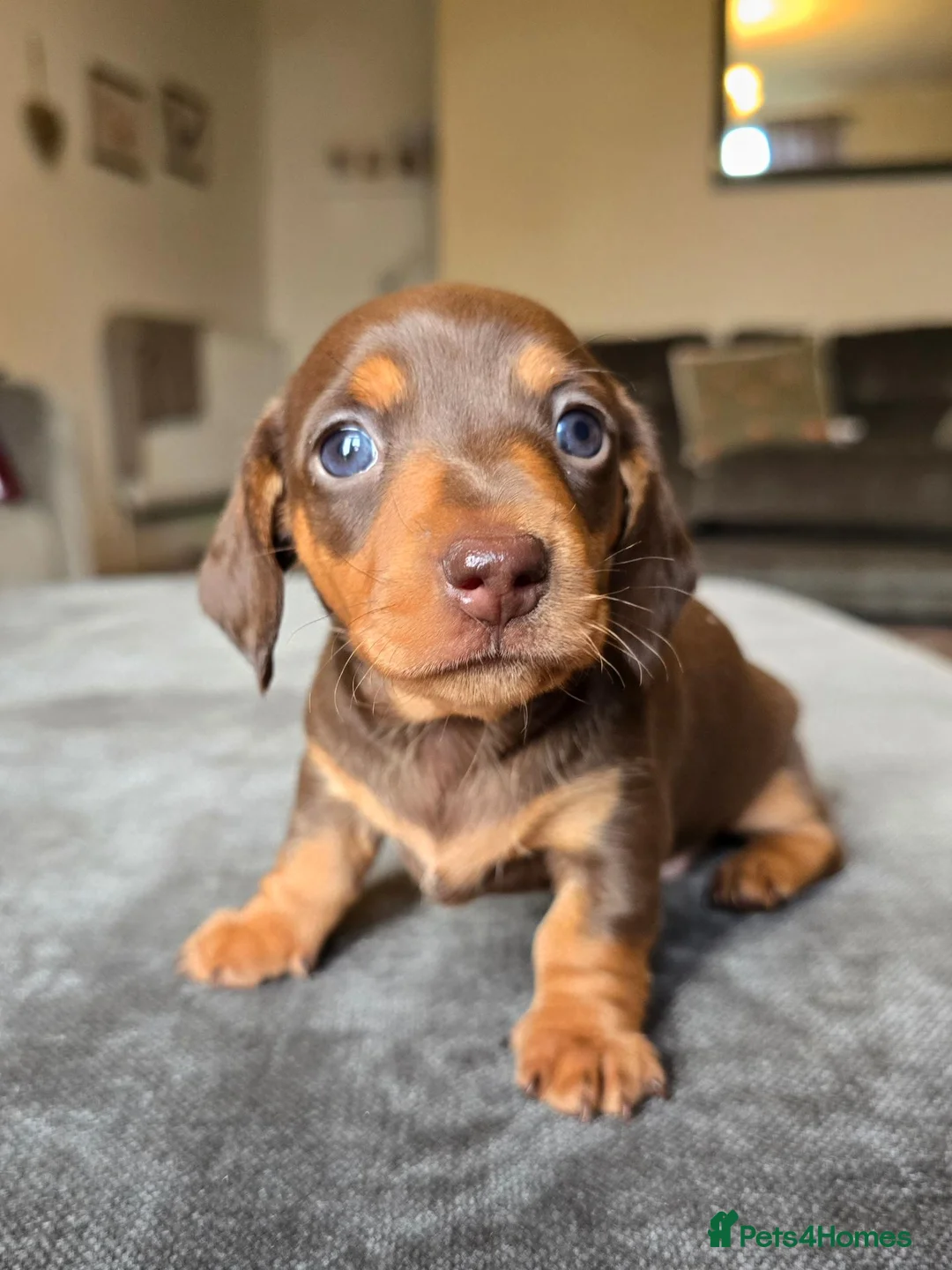Dachshund dogs for sale: KC registered miniture dachund puppies - Advert 14