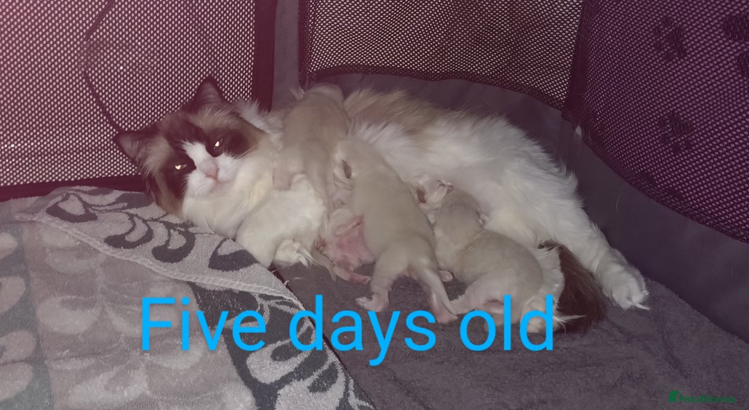 Ragdoll cats for sale: GCCF pedigree ragdoll kittens for sale £850 -£1100 - Image 34