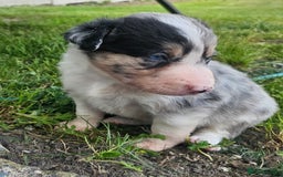 Border Collie dogs for sale: Unique blue eyed blue merle border collie puppies - Image 11