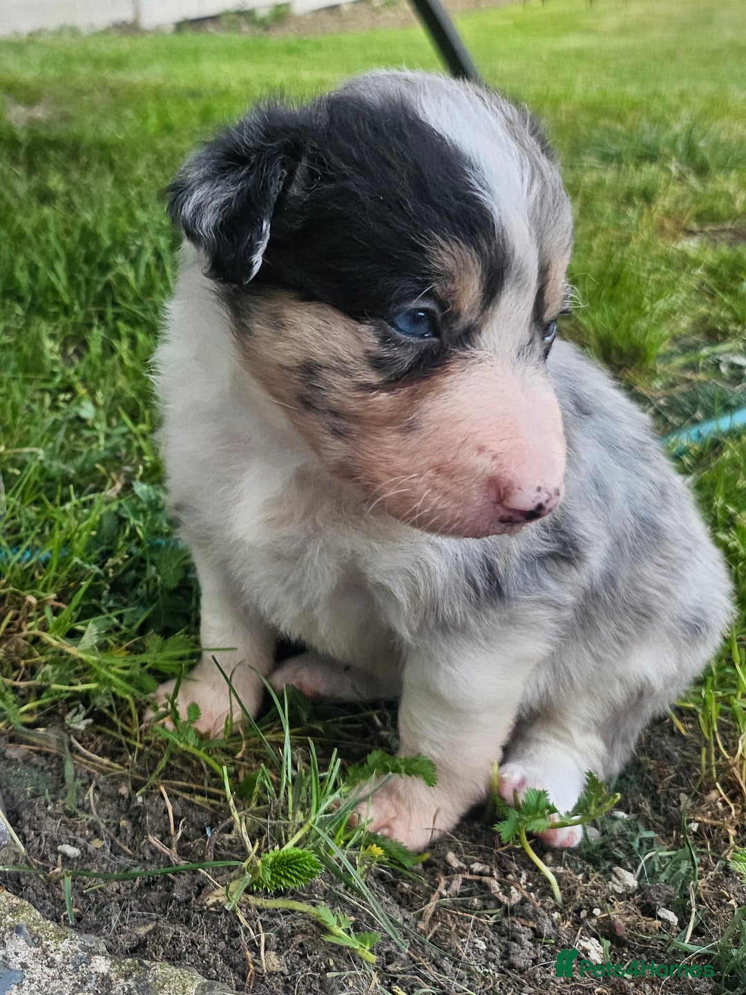 Border Collie dogs for sale: Unique blue eyed blue merle border collie puppies - Image 11