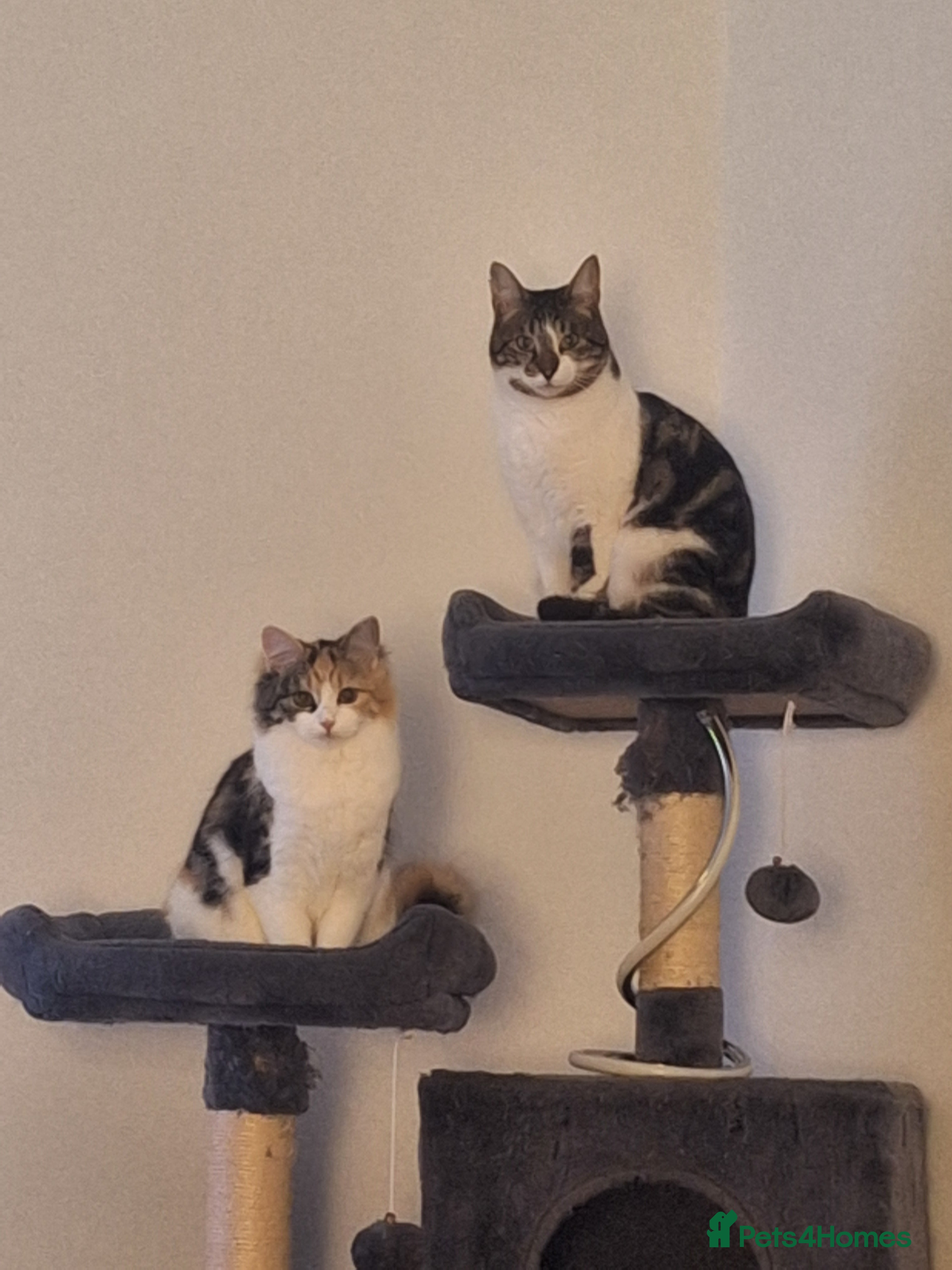 Mixed Breed cats Beautiful long haired Calico girl - Advert 1