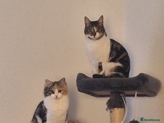 Mixed Breed cats Beautiful long haired Calico girl - Advert 1