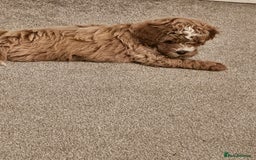 Mixed Breed dogs for sale: Gorgeous puppies for sale - Advert 25