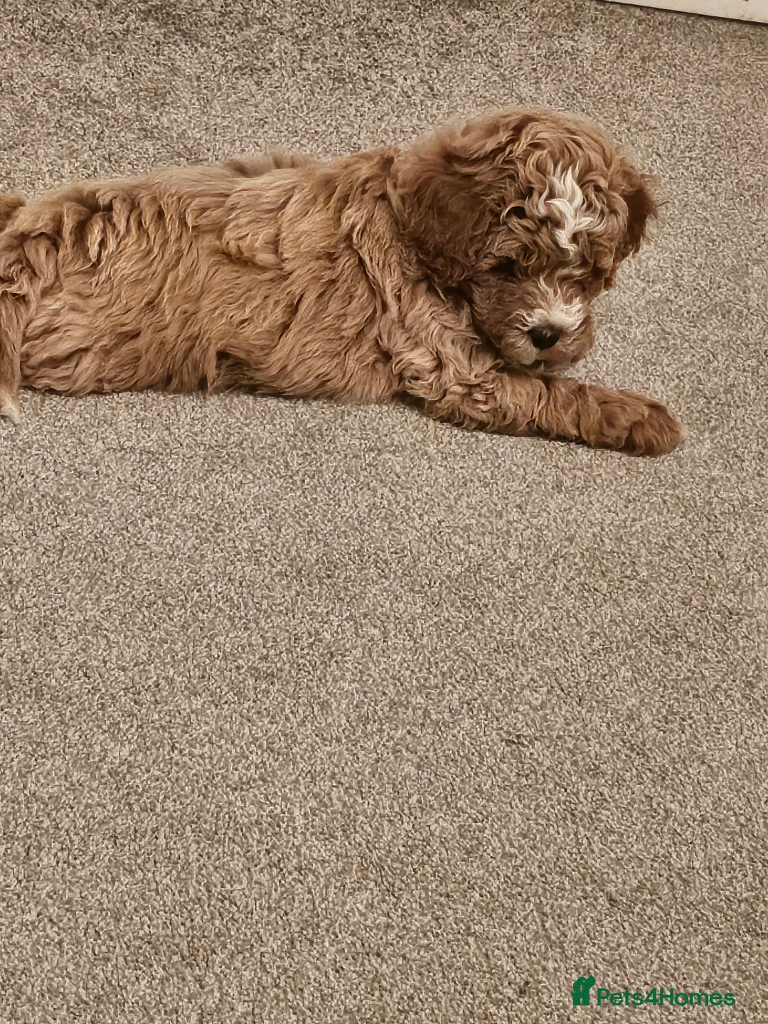 Mixed Breed dogs for sale: Gorgeous puppies for sale - Advert 25