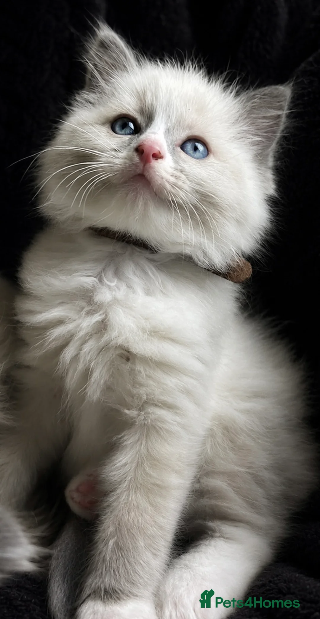 Ragdoll cats for sale: Sweet Ragdoll Kittens Looking for Loving Families  - Advert 2