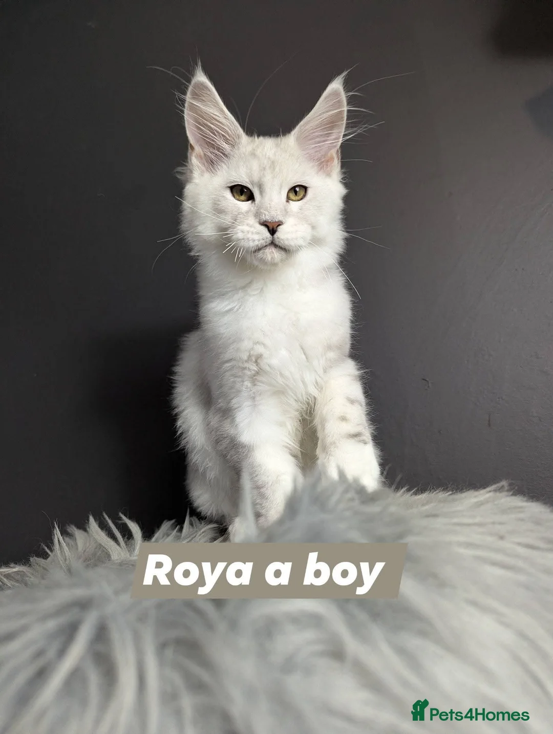 Maine Coon cats for sale: Outstanding babies ready to go  - Advert 18