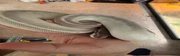 Python Snake reptiles for sale: Ghost comes with her full set up  - Advert 2