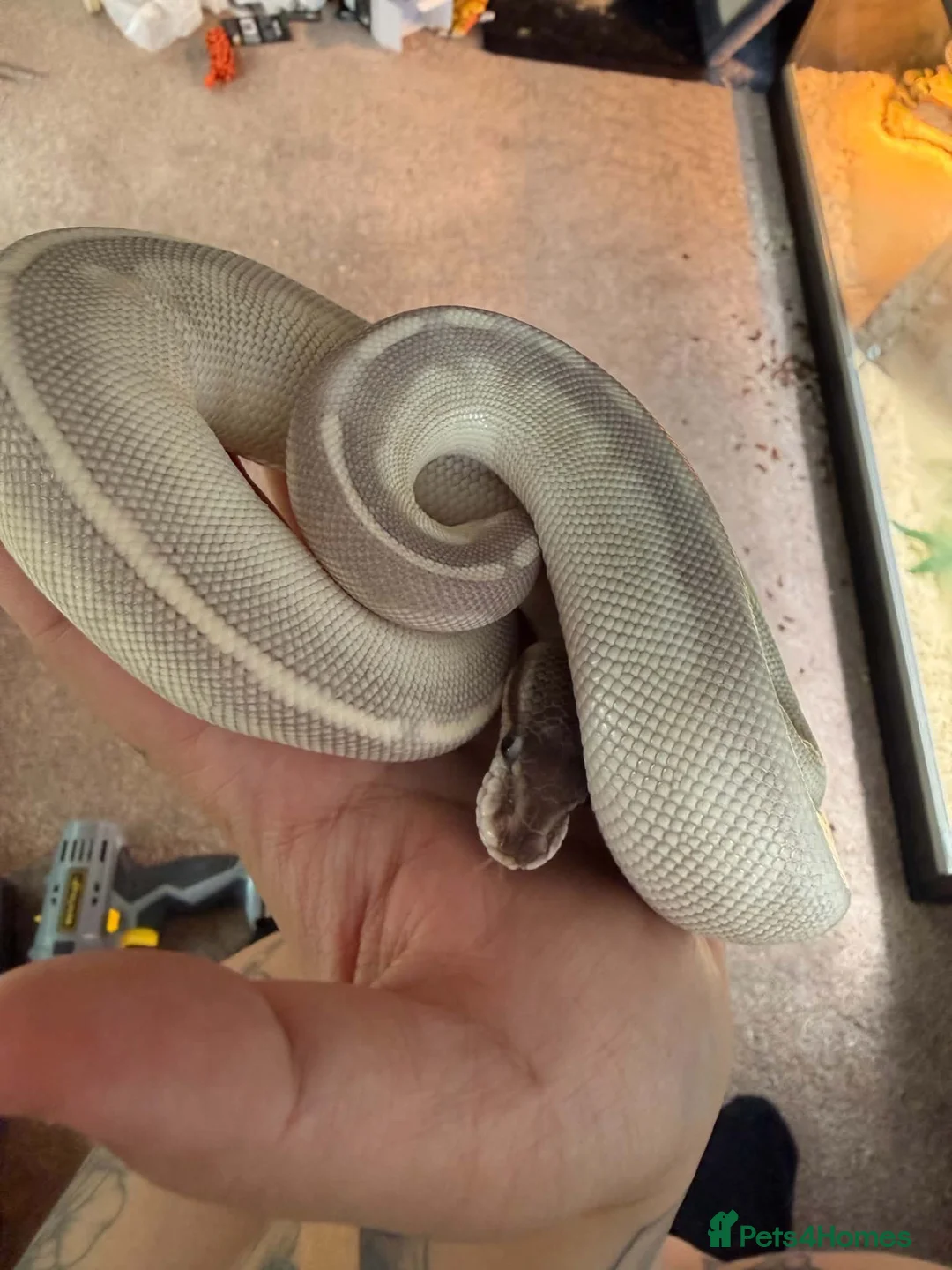 Python Snake reptiles for sale: Ghost comes with her full set up  - Advert 2