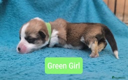 Welsh Corgi Pembroke dogs for sale: Stunning Welsh Pembroke Corgi pups KC registered - Image 8