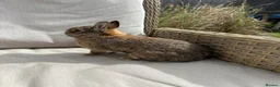 Netherland Dwarf rabbits for sale: Lovely Netherland Dwarf baby rabbits. - Advert 13