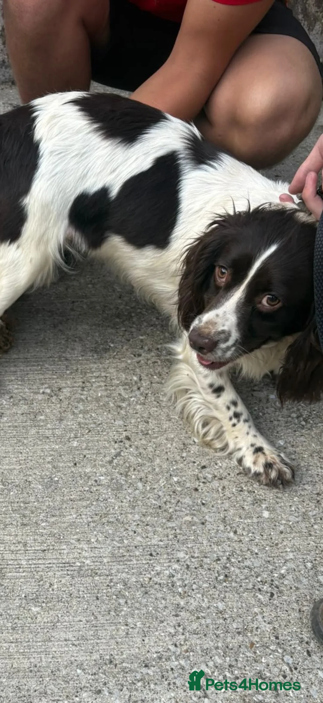 English Springer Spaniel dogs for sale: Springer spaniel puppy’s 🐶 - Advert 2