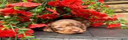 Miniature Dachshund dogs for sale: Long haired miniature dachshund  - Advert 22