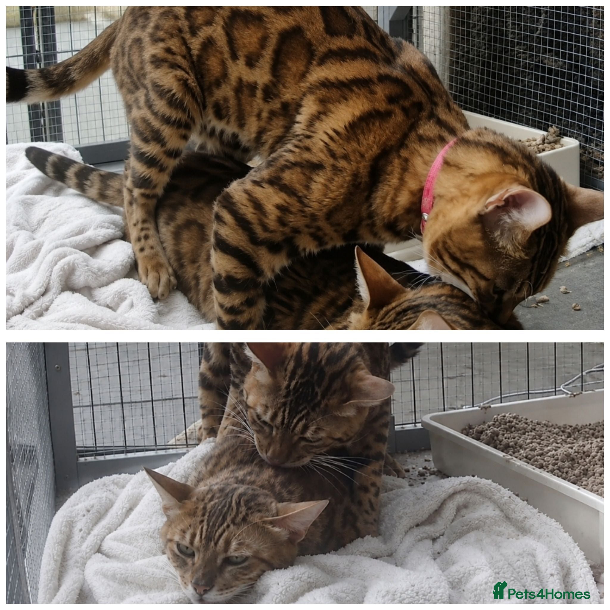 Bengal cats Reign TICA Registered Snow&Silver Carrier Stud - Advert 23