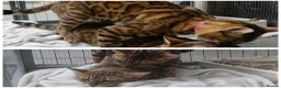 Bengal cats for stud: Reign TICA Registered Snow&Silver Carrier Stud - Advert 1