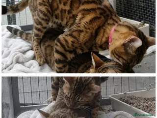 Bengal cats Reign TICA Registered Snow&Silver Carrier Stud - Advert 1
