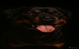 Rottweiler dogs for stud: ROTTWEILER FOR STUD - Image 2
