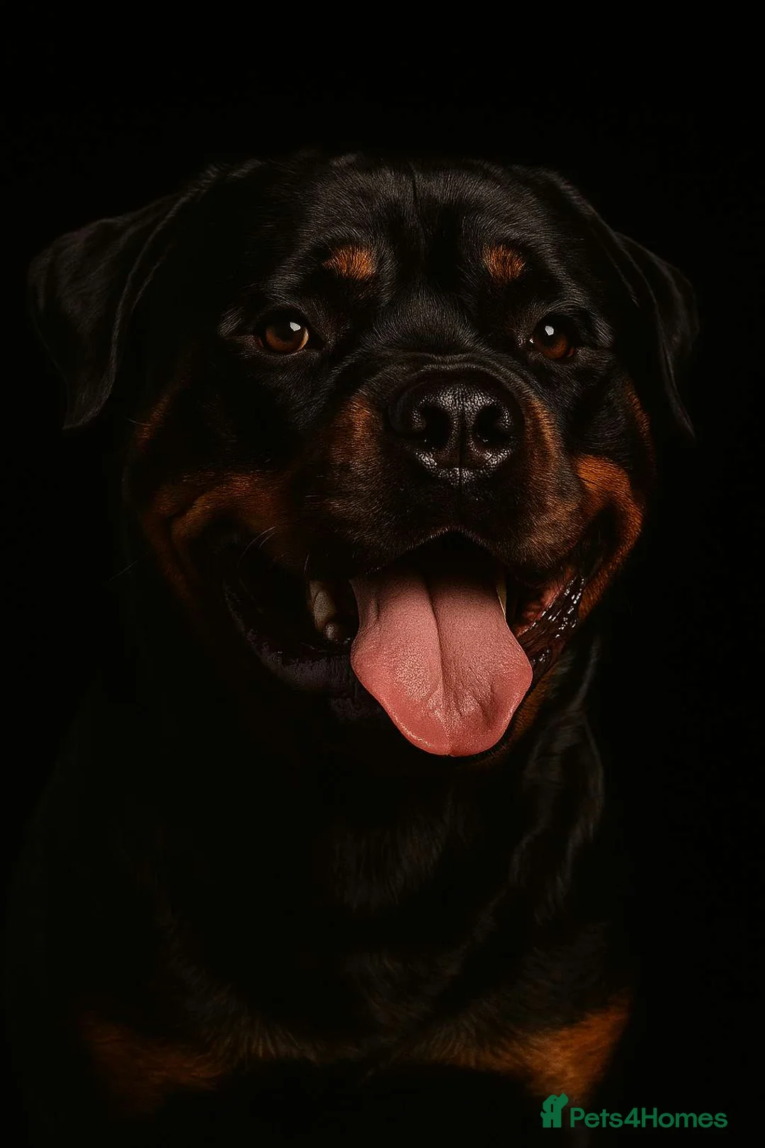Rottweiler dogs for stud: ROTTWEILER FOR STUD - Advert 2