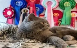 British Shorthair cats for sale: Healthy British shorthair kittens - Image 9