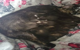 Mixed Breed cats for sale: 2 male black and white and 2 tortoiseshell females - Image 9