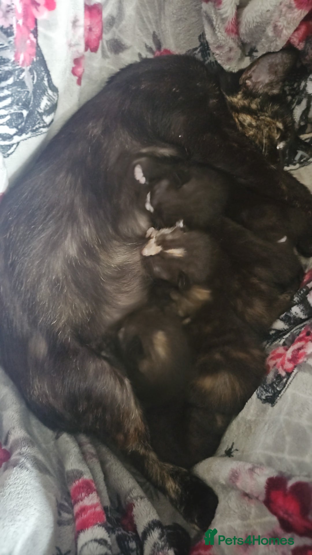 Mixed Breed cats for sale: 2 male black and white and 2 tortoiseshell females - Image 9