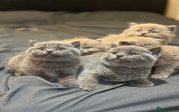 British Shorthair cats for sale: British shorthair blue and lilac  - Image 15