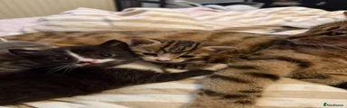 Mixed Breed Kitten 1