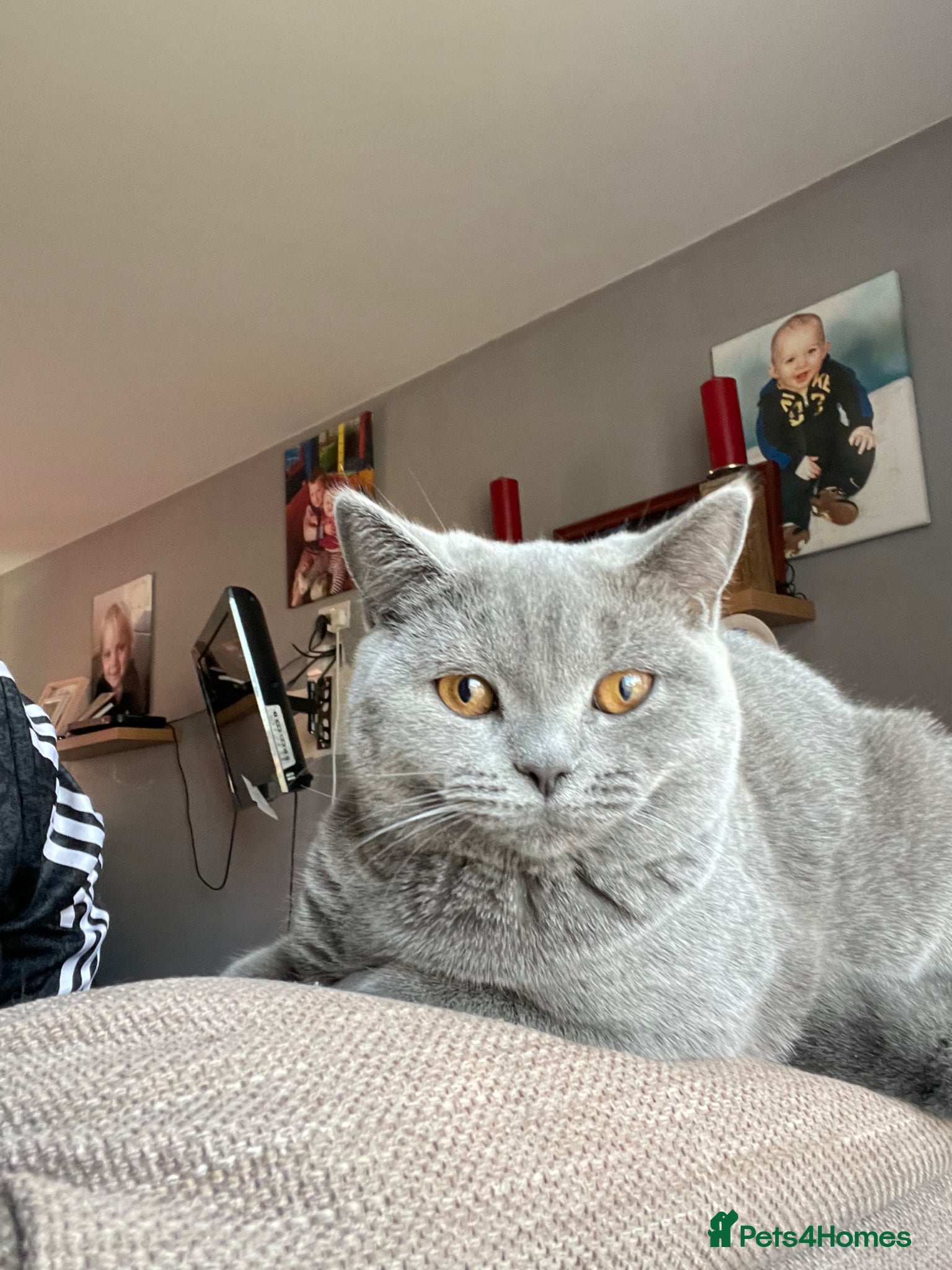 British Shorthair cats British shorthair female looking for male stud  - Advert 1