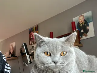British Shorthair cats British shorthair female looking for male stud - Advert 1