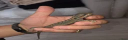 Bearded Dragon reptiles for sale: Baby beardies  - Advert 3