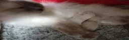 Ragdoll cats for sale: Champion bred Ragdoll kittens  - Advert 4