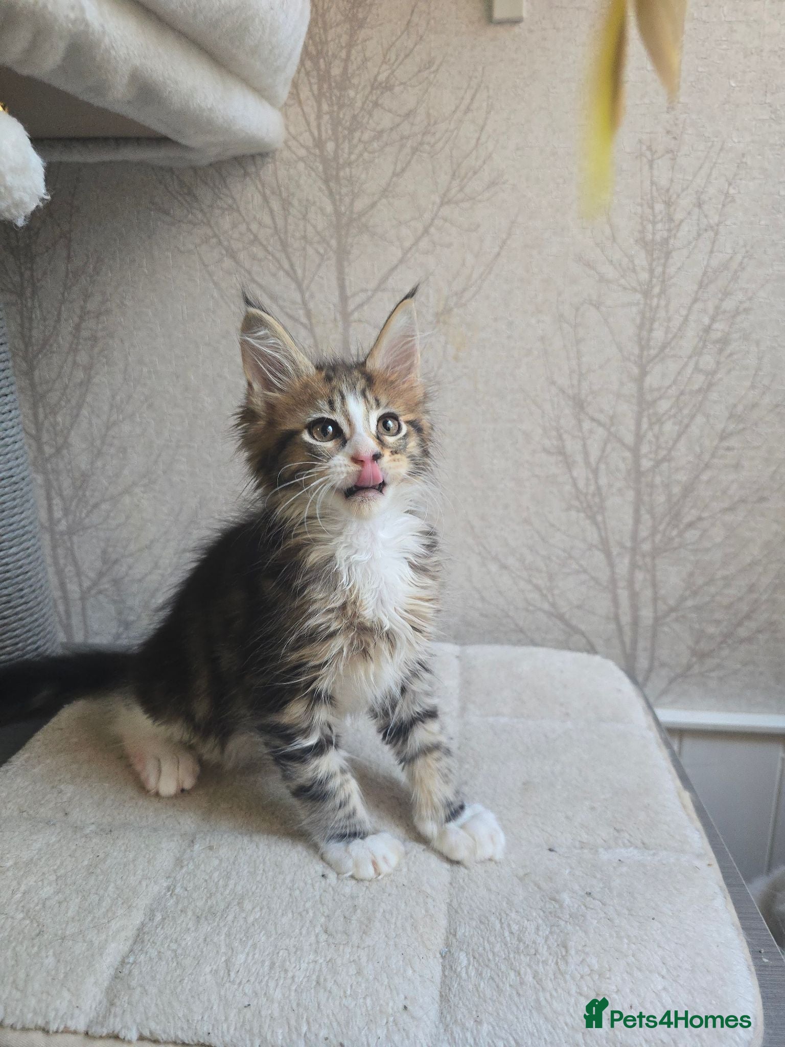 Maine Coon cats Beautiful Maine Coon Kittens Amazing Lines - Advert 2