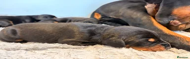 Dobermann 6