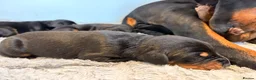 Dobermann dogs for sale: KC Dobermans  - Advert 3
