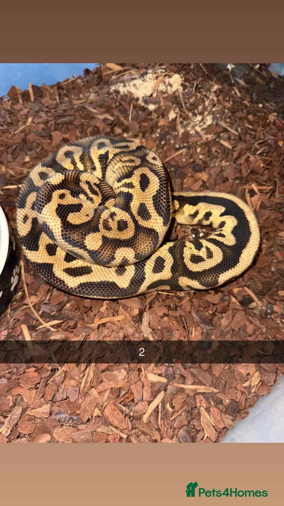 Python Snake reptiles for sale: Royal pythons  - Advert 2