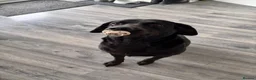 Labrador Retriever dogs for sale: Male black Labrador Retriever  - Advert 10