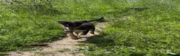 Mixed Breed dogs for sale: Collie x puppies - Advert 9