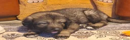 Caucasian Shepherd Dog dogs for sale: Caucasian Sheapard puppy's  in Bromsgrove - Advert 8