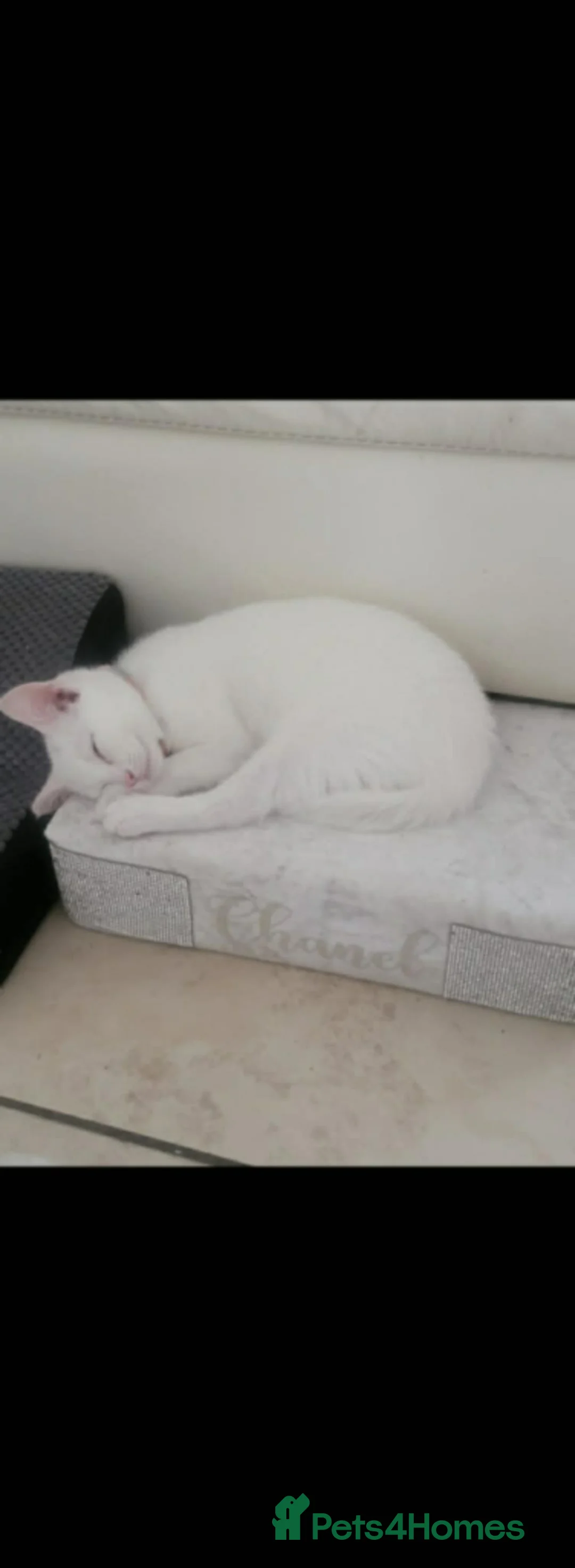 Turkish Angora cats for sale: White kitten  - Advert 1