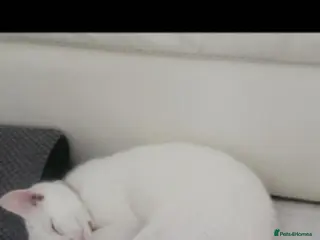 Turkish Angora cats White kitten - Advert 2