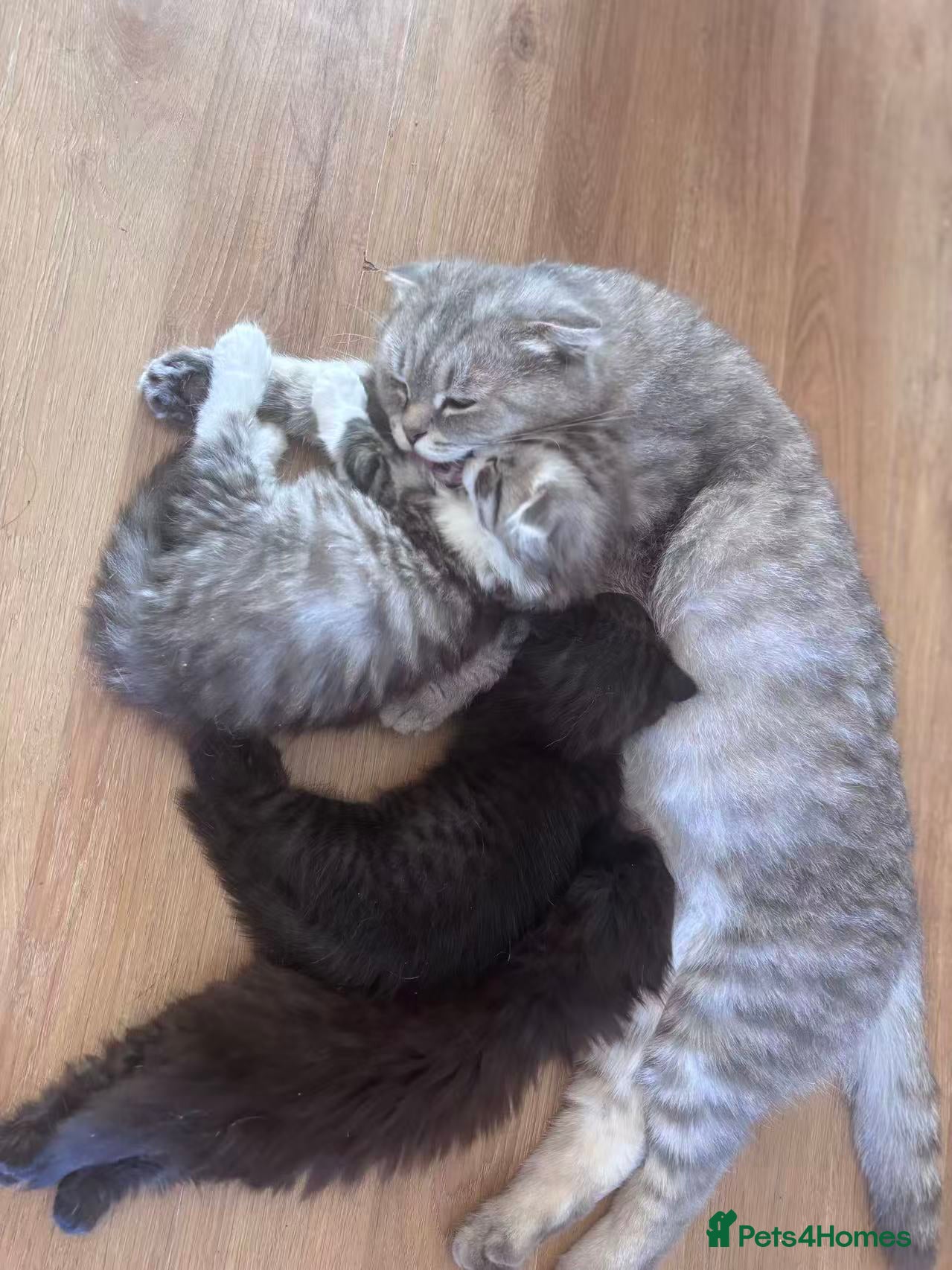 Mixed Breed cats Mixed kittens - Advert 1