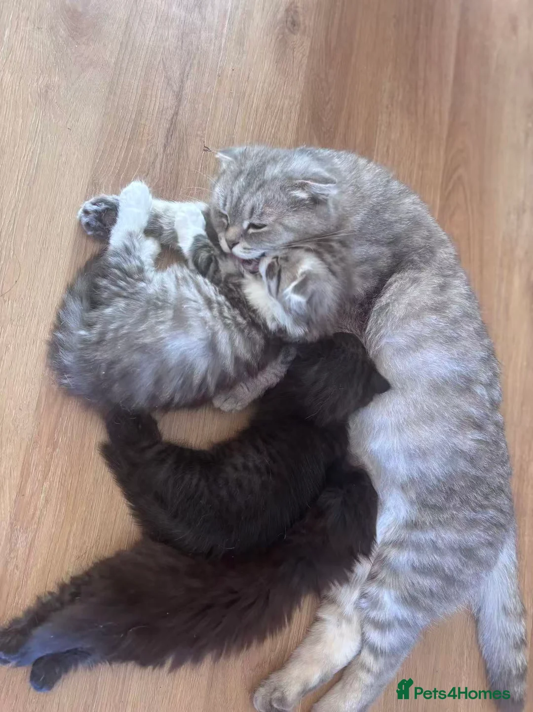 Mixed Breed cats for sale: Mixed kittens - Advert 1