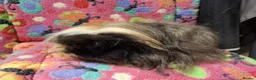 Guinea Pig rodents for sale: Young Retired Merino Sow  - Advert 3