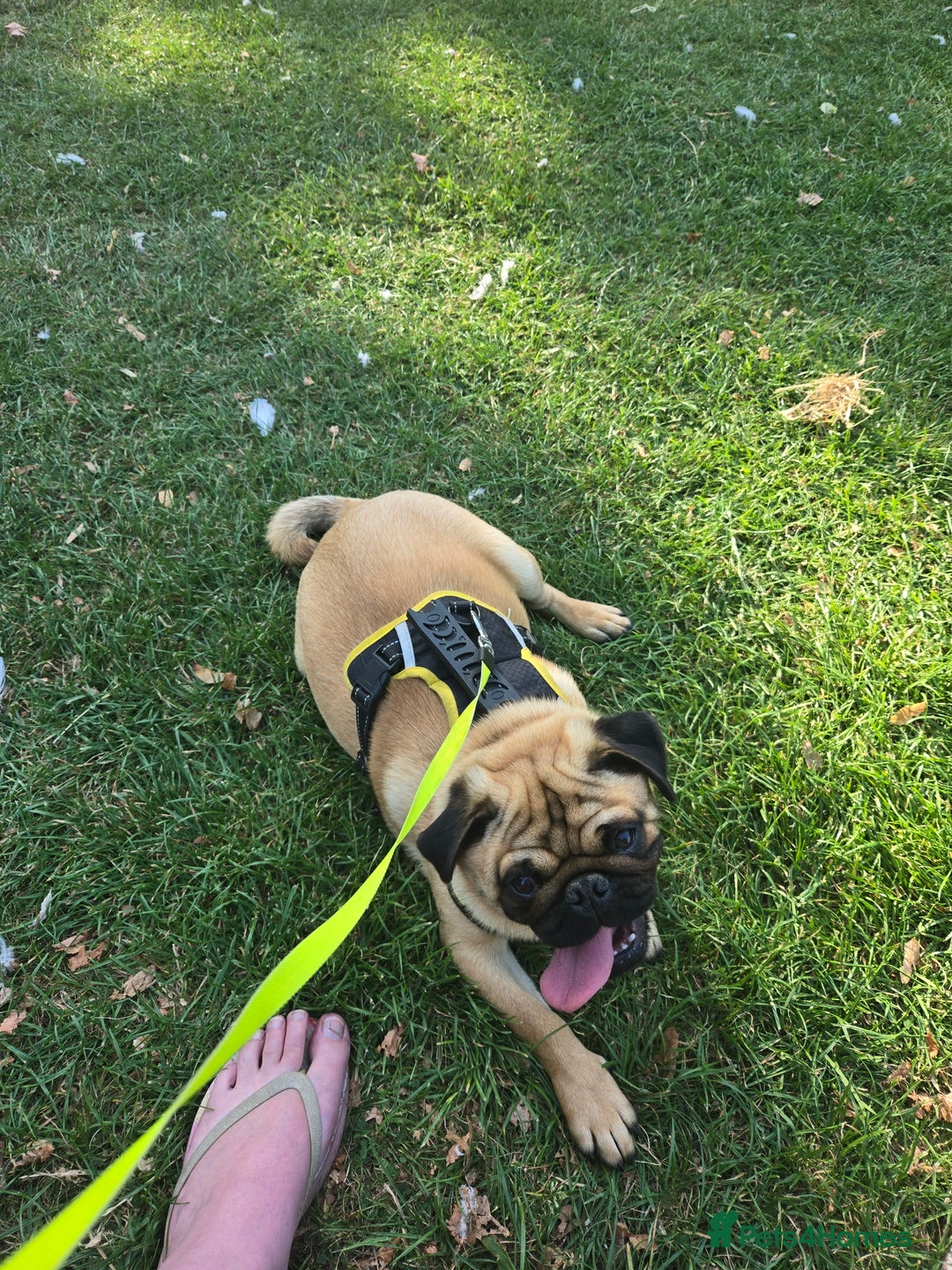 Pug dogs for sale: Stunning Apricot KC reg male pug - Image 13