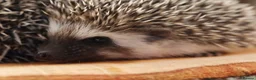 Pygmy Hedgehog rodents for sale: Three beautiful boys for sale - Advert 14