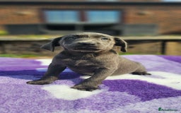 Labrador Retriever dogs for sale: LAST 2 KC HEALTH TESTED CHARCOAL LABS AVAILABLE  - Image 5