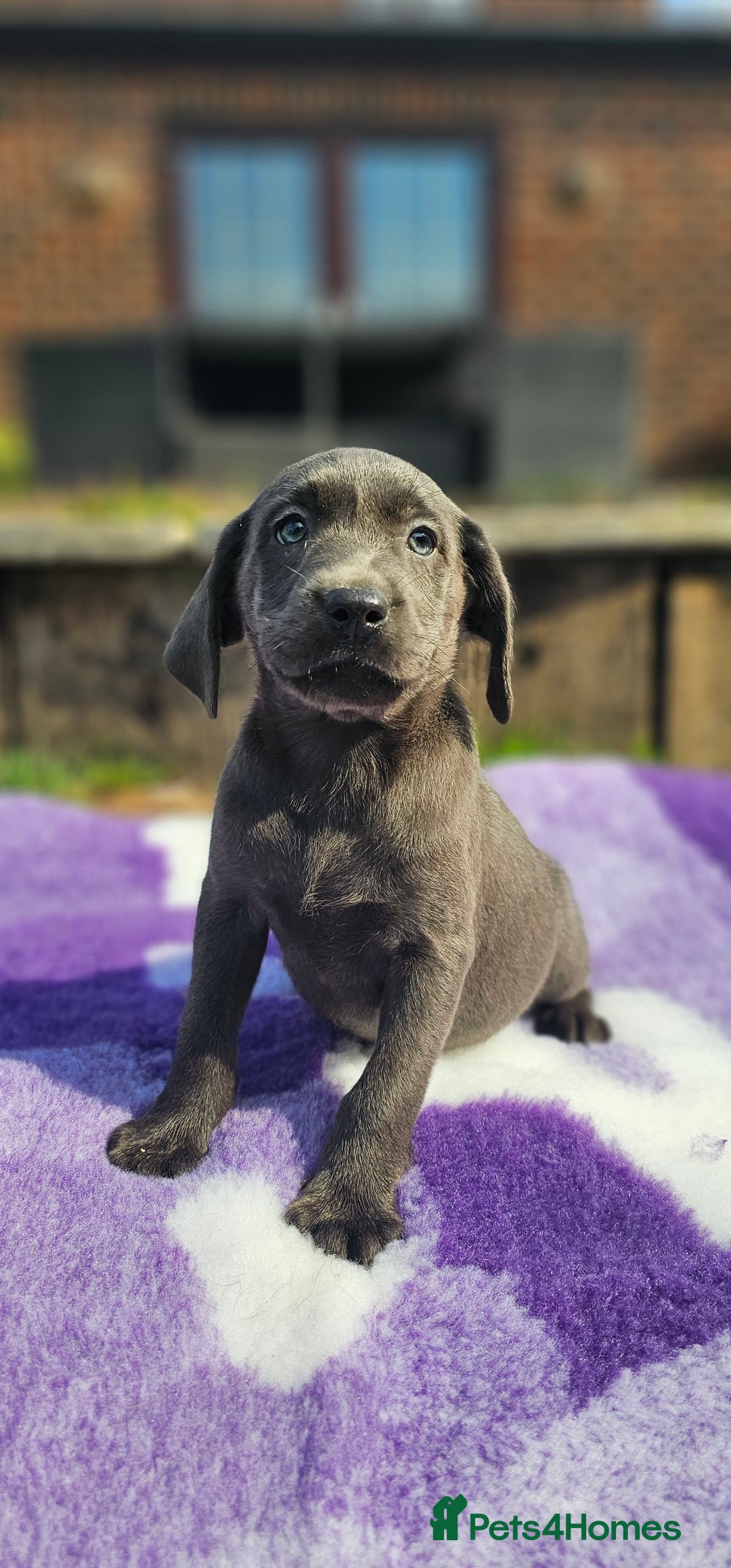 Labrador Retriever dogs for sale: LAST 2 KC HEALTH TESTED CHARCOAL LABS AVAILABLE  - Image 5