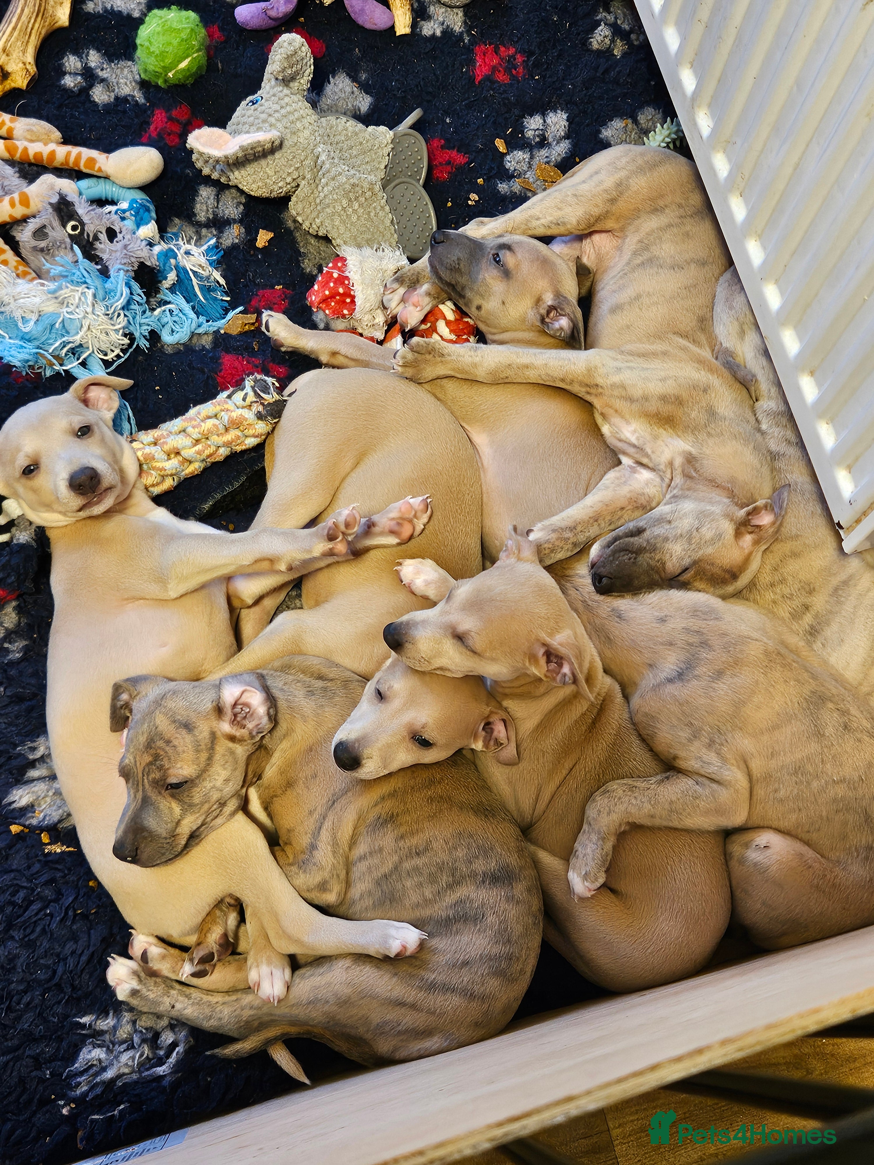 Whippet dogs ✨🐾 Gorgeous KC Registered Whippet puppies  🐾✨  - Advert 2