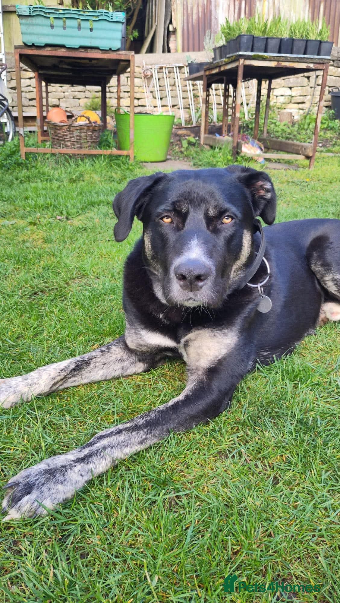 Mixed Breed dogs Buster – Clever, Handsome Shepherd Cross - Advert 4