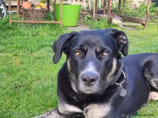Mixed Breed dogs Buster – Clever, Handsome Shepherd Cross - Advert 4